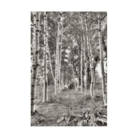 Alan Blaustein 'Birch Trees No.3' Canvas Art,16x24